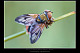 Ectophasia crassipennis2