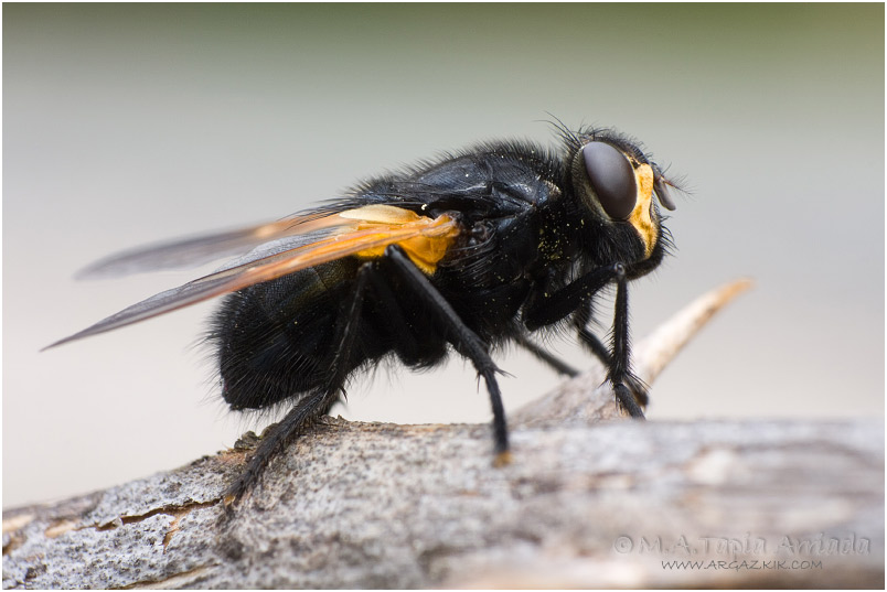 Mesembrina meridiana