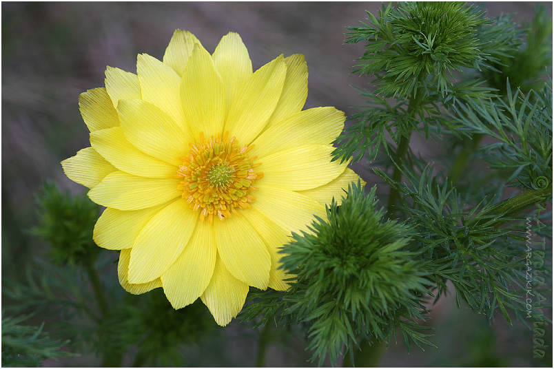 Adonis vernalis