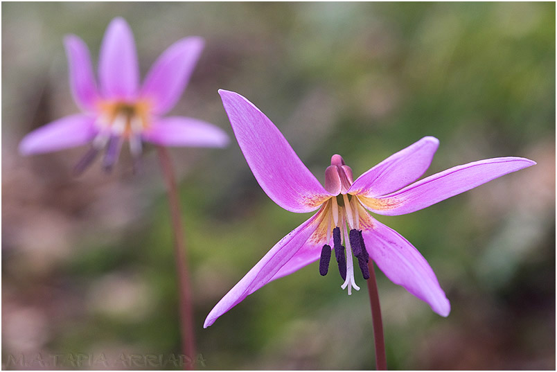 Erythronium dens-canis 1