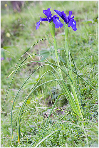 Iris latifolia 1