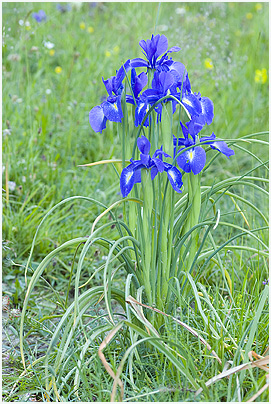 Iris latifolia 2