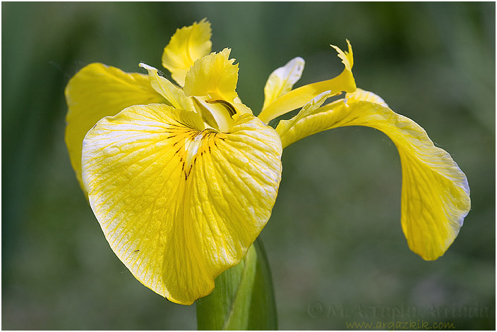 Iris pseudacorus 1