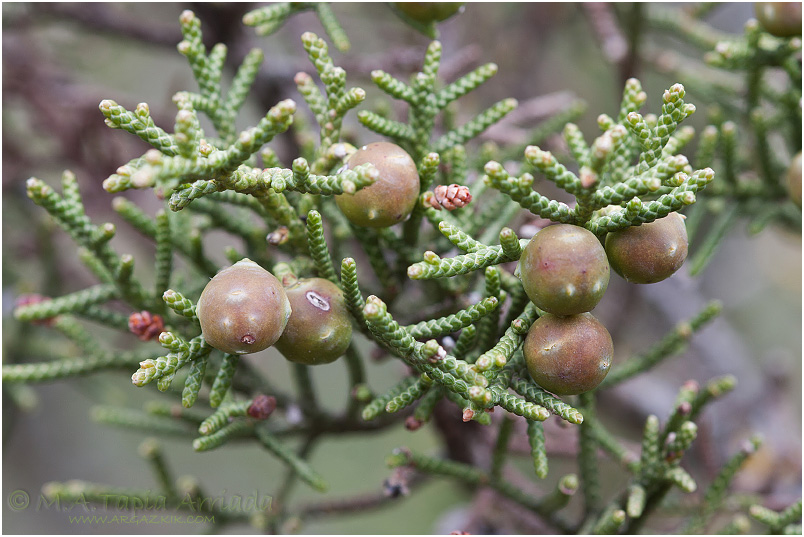 Juniperus phoenicea photo