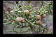 Juniperus phoenicea 1