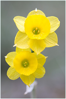Narcissus assoanus 2