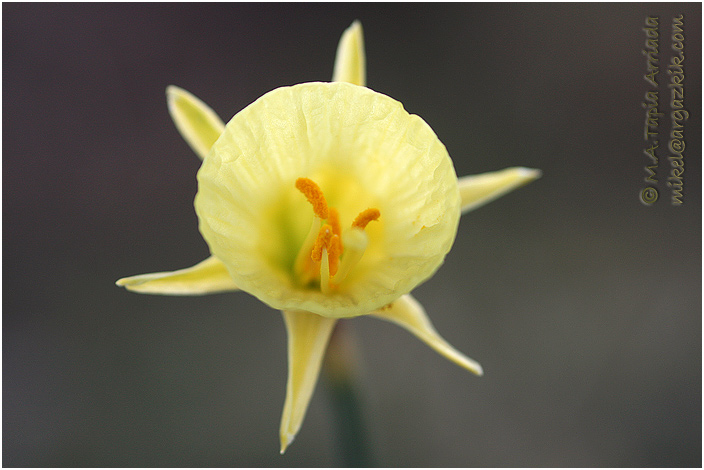 Narcissus bulbocodium 1