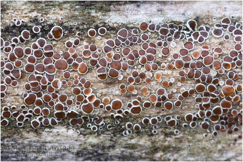 Lecanora sp.