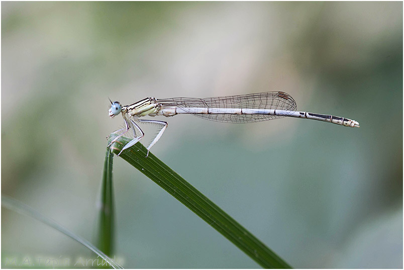 Platycnemis latipes photo 2