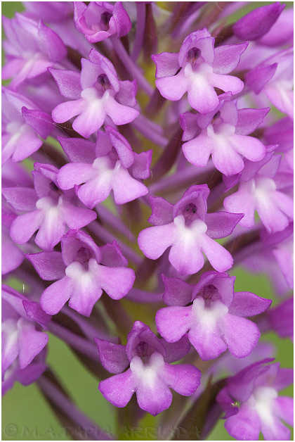 Anacamptis pyramidalis 3