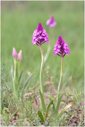 Anacamptis pyramidalis 4