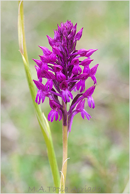 Anacamptis xsimorrensis 3