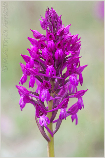 Anacamptis xsimorrensis 4