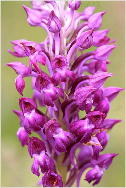 Anacamptis xsimorrensis 5