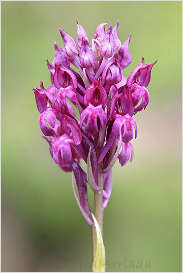 Anacamptis xsimorrensis 6