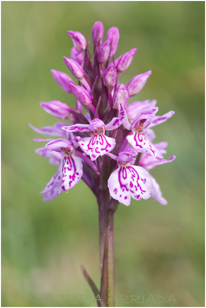 Dactylorhiza maculata 3