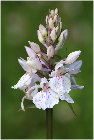 Dactylorhiza maculata 4