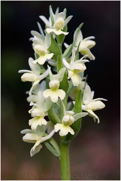 Dactylorhiza markusii 3