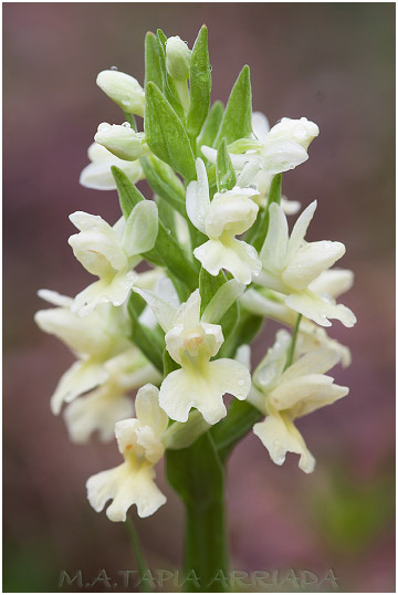 Dactylorhiza markusii 4