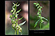 Epipactis phyllanthes 2