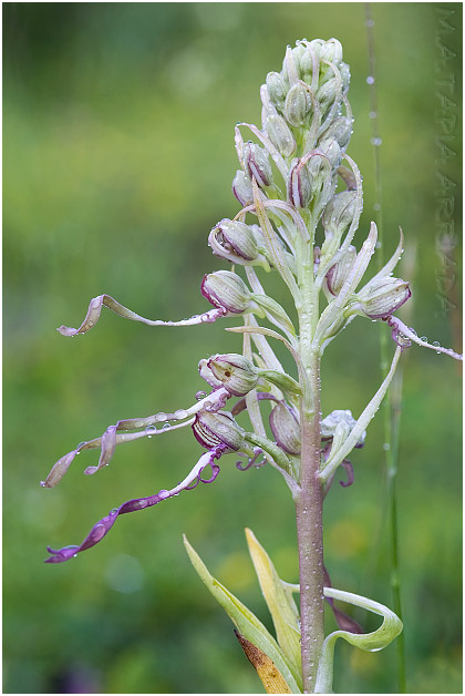 Himantoglossum hircinum 3