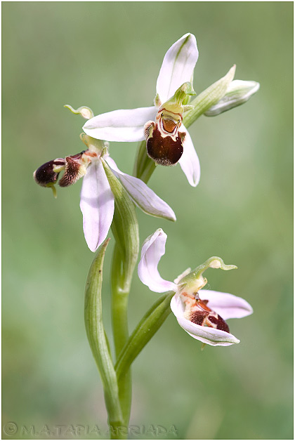 Ophrys apifera 1