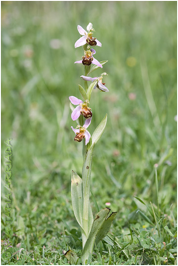 Ophrys apifera 2