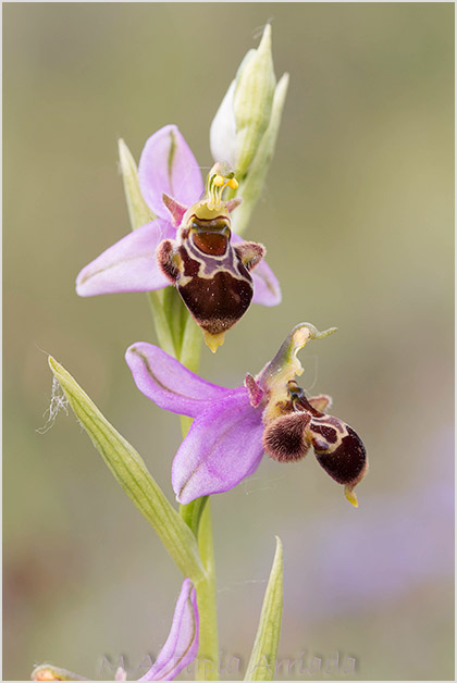 Ophrys apifera x Ophrys scolopax 1