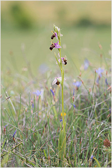 Ophrys apifera x Ophrys scolopax 2