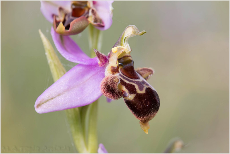Ophrys apifera x Ophrys scolopax 3