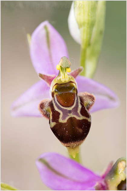 Ophrys apifera x Ophrys scolopax 4