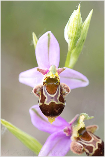 Ophrys apifera x Ophrys scolopax 5