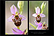Ophrys%20apiferaxOphrys%20scolopaxTX3