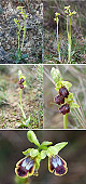 Ophrys bilunulata Artxibo