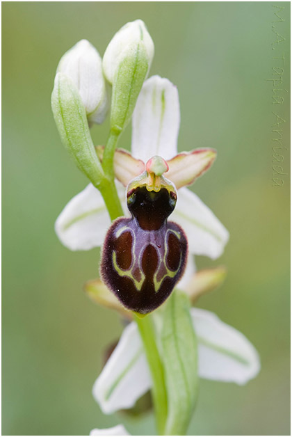 Ophrys castellana 3