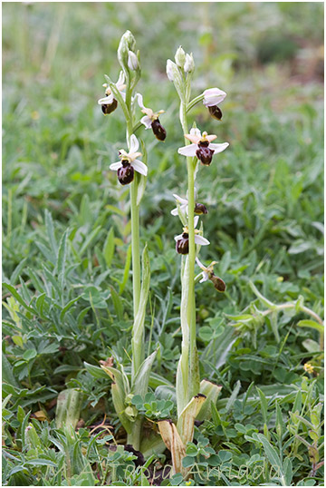 Ophrys castellana 4