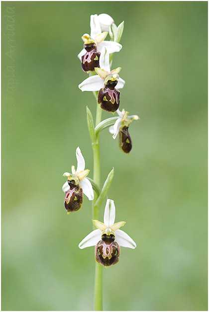 Ophrys castellana 5