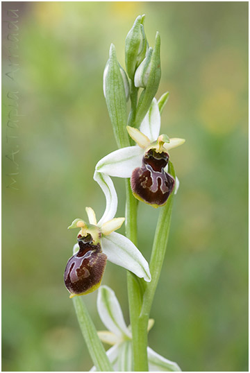 Ophrys castellana 6