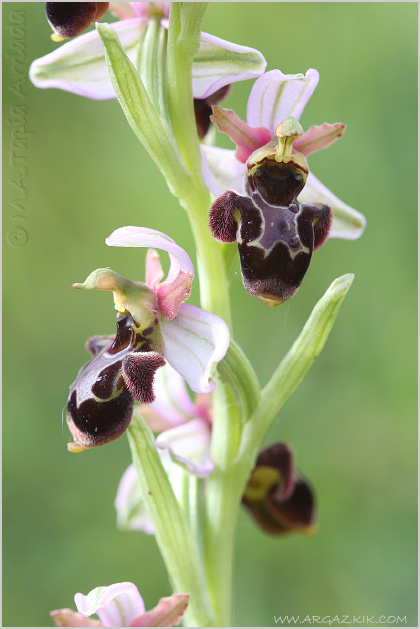 Ophrys scolopax x Ophrys castellana 1