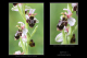 Ophrys scolopax x Ophrys castellana 1