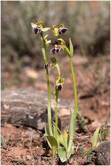 Ophrys castellana 2