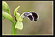 Ophrys dyris 3