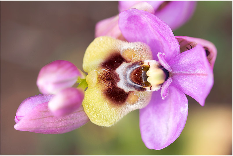 Ophrys ficalhoana 3