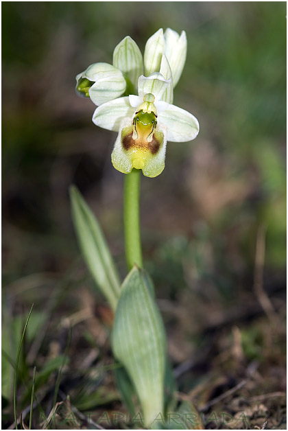 Ophrys ficalhoana 4