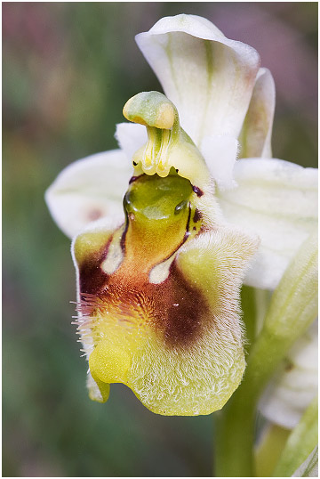 Ophrys ficalhoana 5