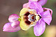 Ophrys ficalhoana 2