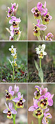 Ophrys ficalhoana Artxibo