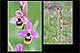 Ophrys ficalhoana x Ophrys scolopax 1