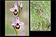 Ophrys ficalhoana x Ophrys scolopax 2