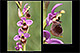 Ophrys ficalhoana x Ophrys scolopax 3